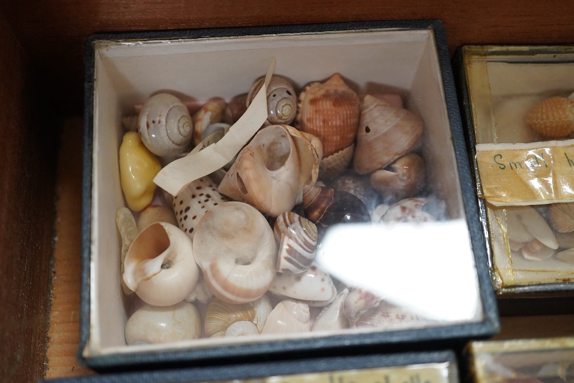 A 19th century mahogany box with three ‘lift-out’ trays, containing an old collection of sea shells and other marine invertebrates, dimensions of the box; 40.5cm wide, 23cm deep, 23cm high